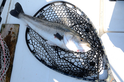 Marine T Design　マリンティーデザイン 釣果