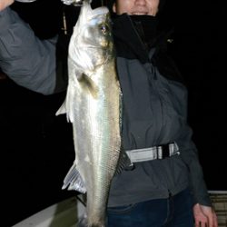 Marine T Design マリンティーデザイン 釣果