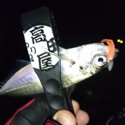 雨が上がったのでアジング！！