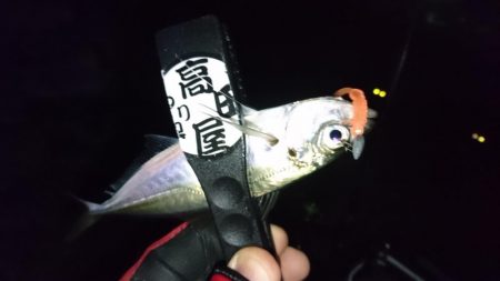 雨が上がったのでアジング！！