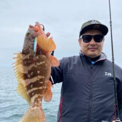 シーマジカル 釣果