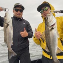 シーマジカル 釣果