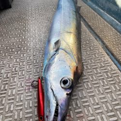 龍神丸(鹿児島) 釣果