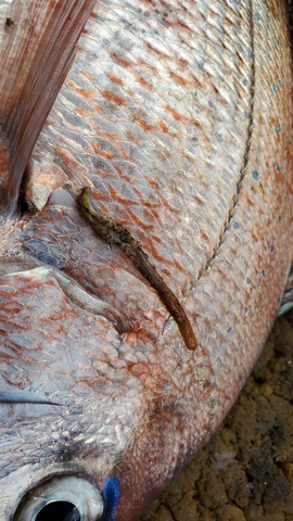 遊漁船 ニライカナイ 釣果