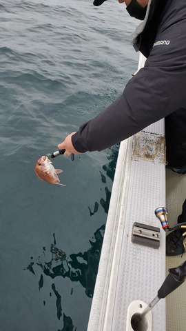 遊漁船 ニライカナイ 釣果