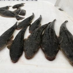 Magic(マジック) 釣果