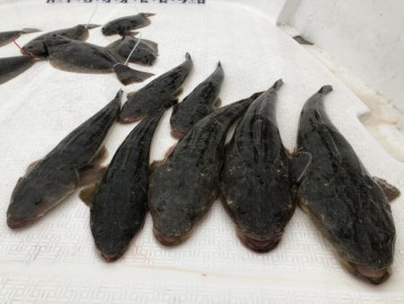 Magic(マジック) 釣果