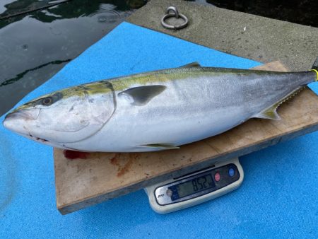 まるいち丸 ZERO-1 釣果