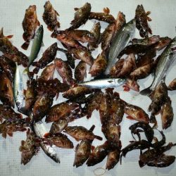 TOPGUN名古屋 釣果