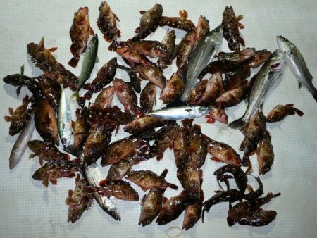 TOPGUN名古屋 釣果