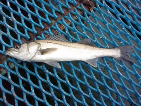 オリジナルメーカー海づり公園(市原市海づり…