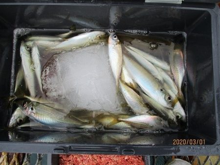 下関フィッシングパーク 釣果