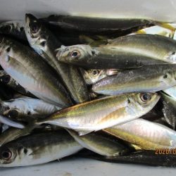 下関フィッシングパーク 釣果