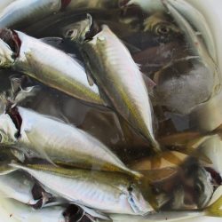 下関フィッシングパーク 釣果