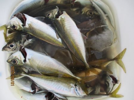 下関フィッシングパーク 釣果