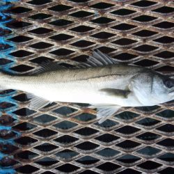 オリジナルメーカー海づり公園(市原市海づり施設) 釣果