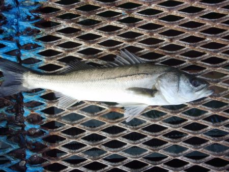 オリジナルメーカー海づり公園(市原市海づり…