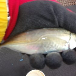 オリジナルメーカー海づり公園(市原市海づり施設) 釣果