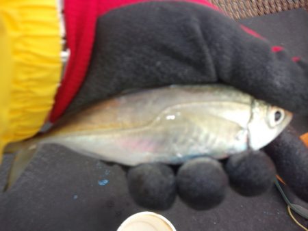 オリジナルメーカー海づり公園(市原市海づり施設) 釣果