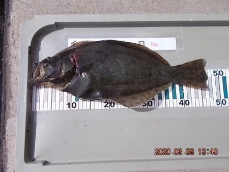 姫路市立遊魚センター 釣果