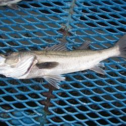 オリジナルメーカー海づり公園(市原市海づり施設) 釣果
