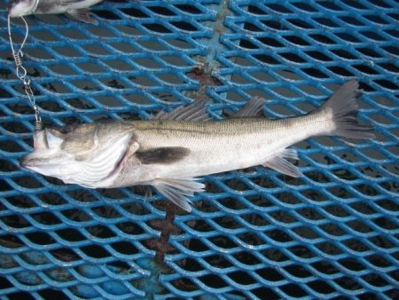 オリジナルメーカー海づり公園(市原市海づり…