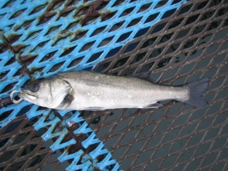 オリジナルメーカー海づり公園(市原市海づり施設) 釣果
