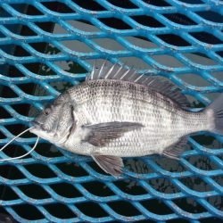 オリジナルメーカー海づり公園(市原市海づり施設) 釣果