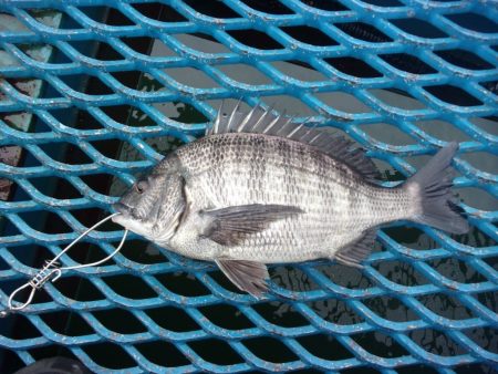 オリジナルメーカー海づり公園(市原市海づり施設) 釣果