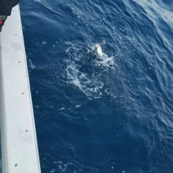 第五慶門丸 釣果