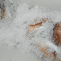 こうゆう丸 釣果