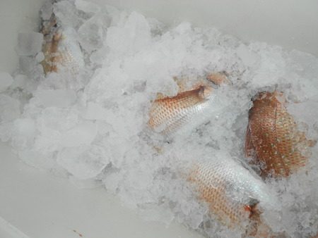 こうゆう丸 釣果