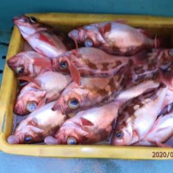 第二むつ漁丸 釣果