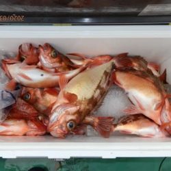 第二むつ漁丸 釣果