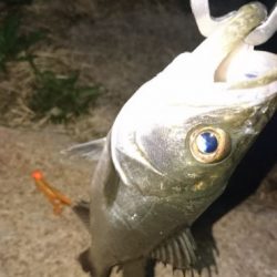 河川でチニングナイトゲーム【がまかつ　ジョイントノッカー　インプレッション】