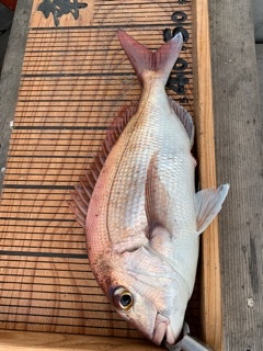 幸吉丸 釣果