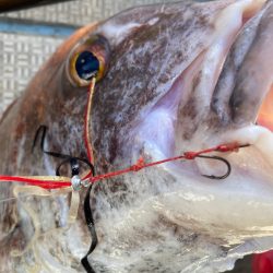 龍神丸(鹿児島) 釣果