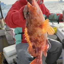 遊漁船　ニライカナイ 釣果
