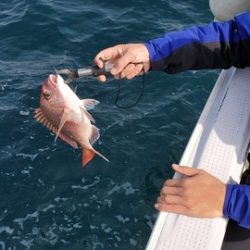 遊漁船 ニライカナイ 釣果