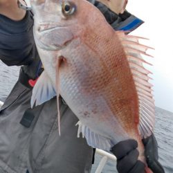 遊漁船 新鋭丸 釣果