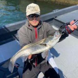 シーマジカル 釣果