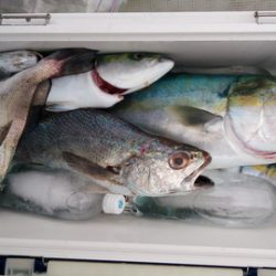 弘福丸 釣果