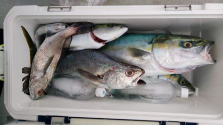 弘福丸 釣果