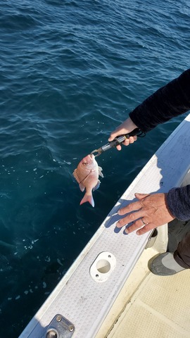 遊漁船　ニライカナイ 釣果