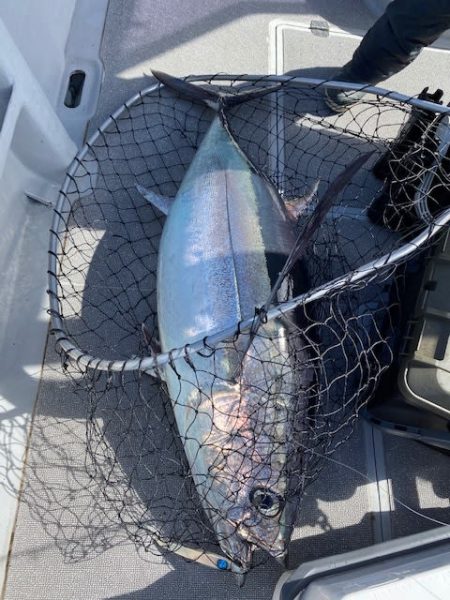 へいみつ丸 釣果