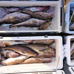 気仙沼　つり丸 釣果