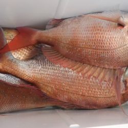 遊漁船 新鋭丸 釣果