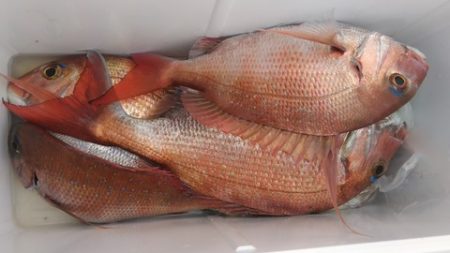 遊漁船 新鋭丸 釣果