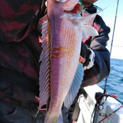 遊漁船 新鋭丸 釣果