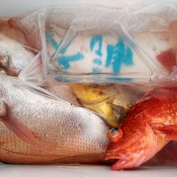 遊漁船 新鋭丸 釣果